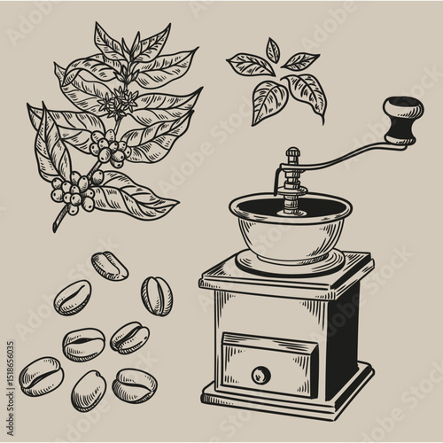 Set of vintage coffee illustrations hand-drawn in ink. Original drawings of coffee, a coffee plant, and coffee beans