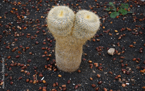 cacti in Lanzarote (Canary Islands, Spain)