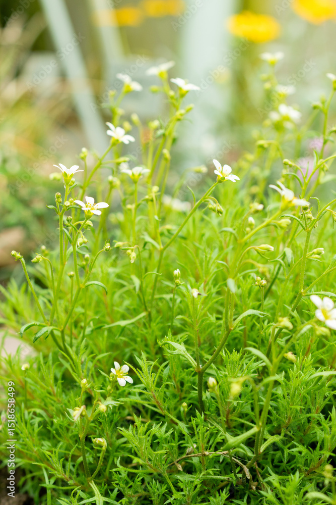 Saxifraga Continentalis plant in Saint Gallen in Switzerland 9.5.25 Saxifraga Continentalis plant in Saint Gallen in Switzerland 9.5.25