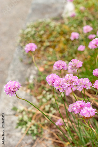 Armeria Alpina plant in Saint Gallen in Switzerland 9.5.25