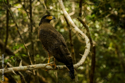 Crested serpent eagle from Srilanka