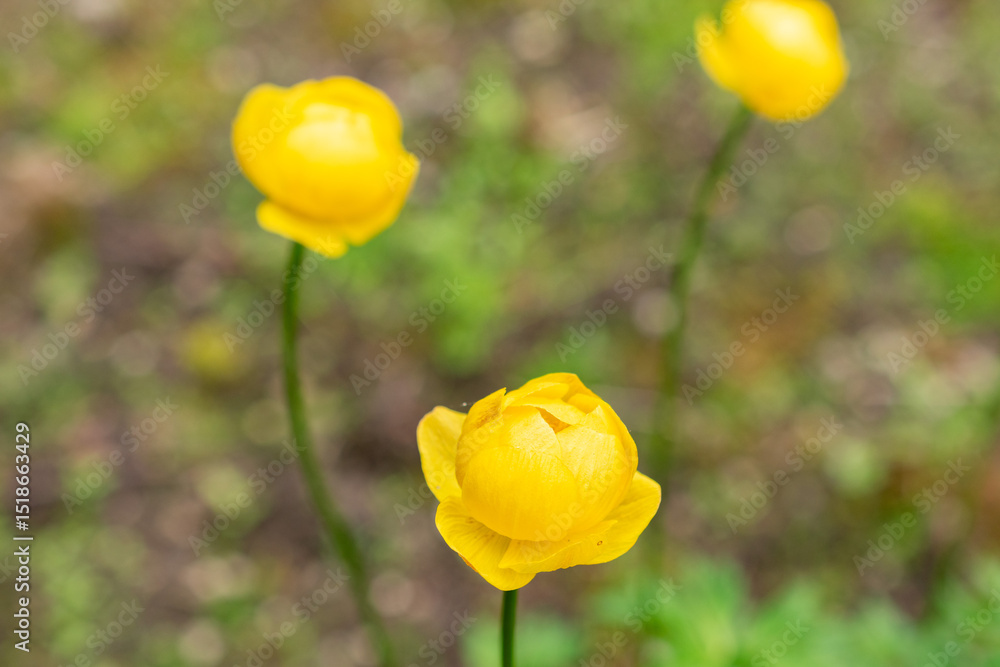 Globe flower or Trollius Europaeus plant in Saint Gallen in Switzerland 9.5.25 Globe flower or Trollius Europaeus plant in Saint Gallen in Switzerland 9.5.25
