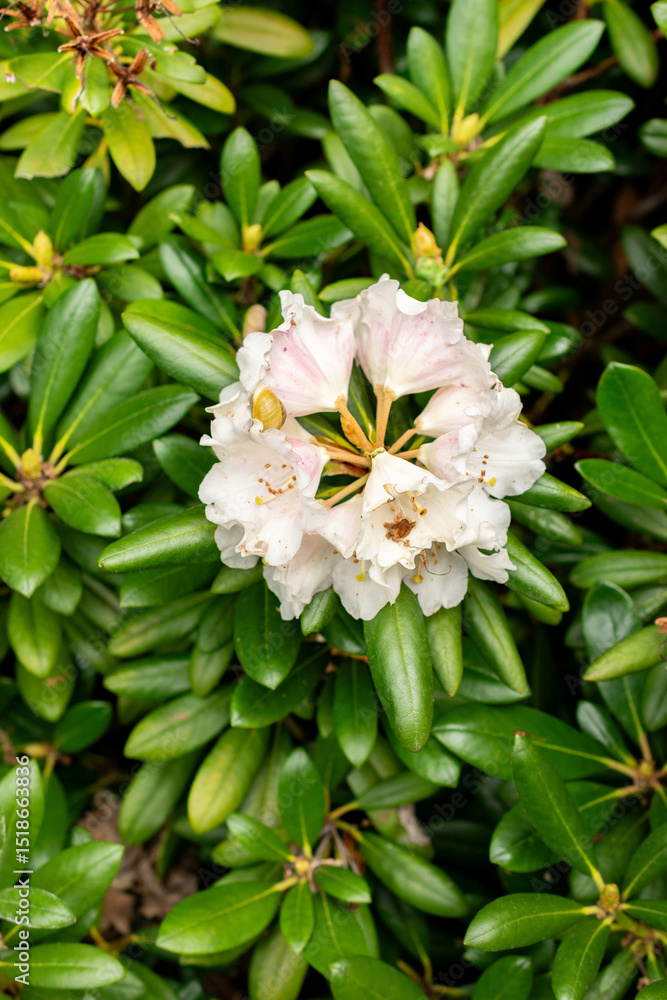 Obraz premium Rhododendron Degronianum var Yakushimanum plant in Saint Gallen in Switzerland 9.5.25