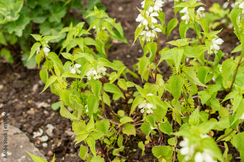 Obraz premium White dead nettle or Lamium Album plant in Saint Gallen in Switzerland 9.5.25