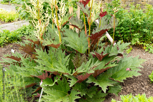 Картината върху платно Ornamental rhubarb or Rheum Palmatum plant in Saint Gallen in Switzerland 9