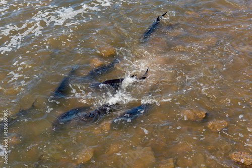 Lake Sturgeon Spawning At The Fox River Dam And Rapids At De Pere, Wisconsin, In Spring