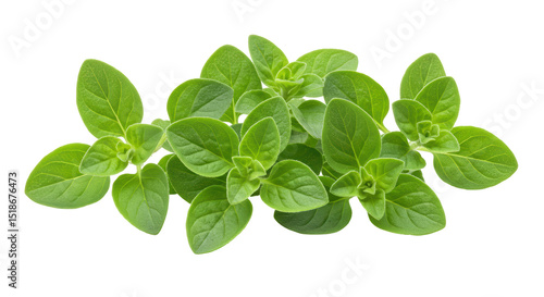 Tableau sur toile Isolated Fresh Oregano Herb