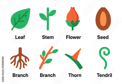 Flat vector icons of plant parts: leaf, stem, root, flower bud, seed, branch, thorn, tendril.