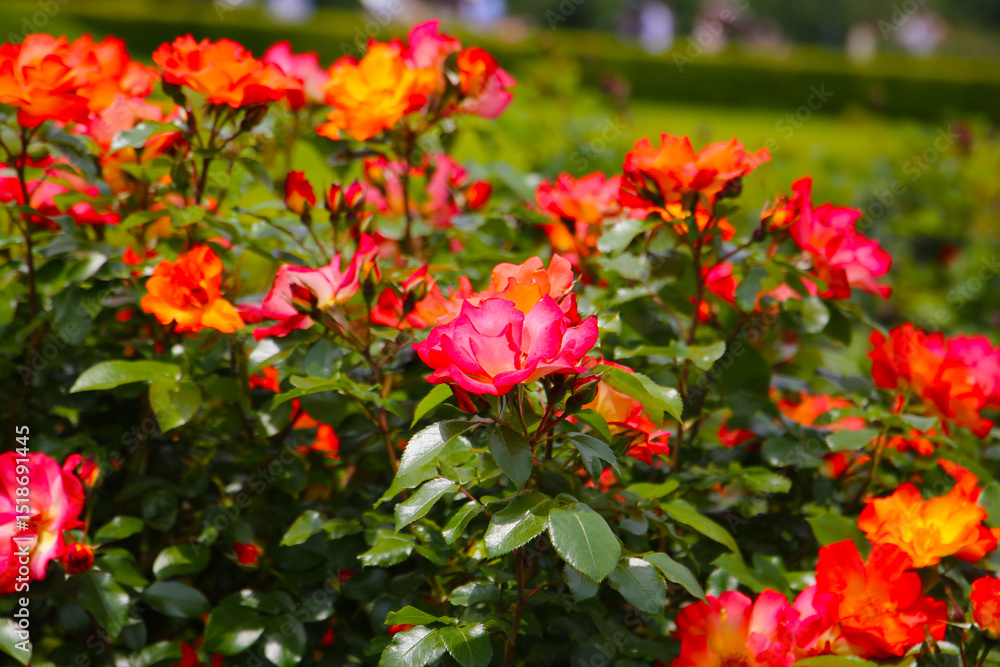 Beautiful roses in full bloom at the Japan Rose Garden. Beautiful roses in full bloom at the Japan Rose Garden.