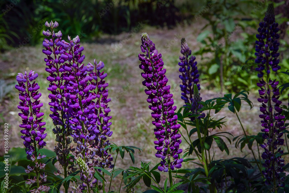 Blooming purple lupine in the garden. Blooming purple lupine in the garden.