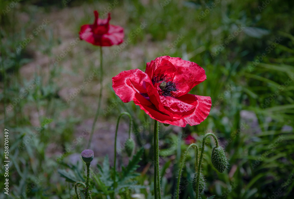 Obraz premium Red poppy blooming in the garden.