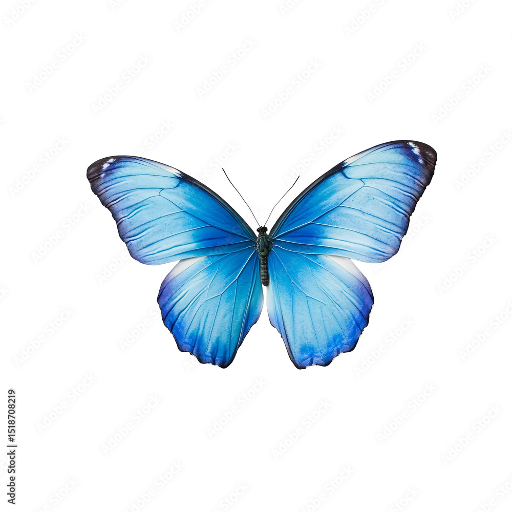 Fototapeta premium Beautiful cute blue butterfly. butterfly on transparent background. insect. design element