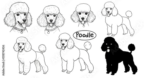 Detailed Black and White Illustrations of Various Poodle Poses