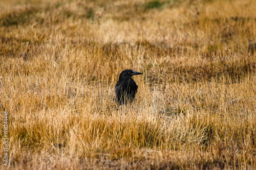 Raven in Yellow Field – May 25, 2011