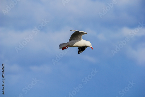 Gull in Flight Over Ocean - 20 September 2011