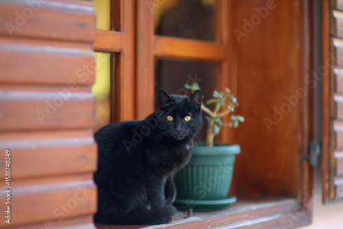 Photography Large wild black cat sitting on the street of the Old Bar Town in Montenegro