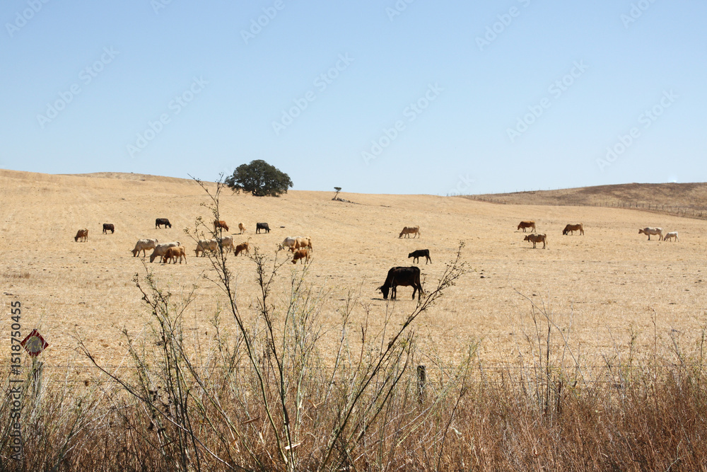 Obraz premium Herd of cows in the field, Alentejo