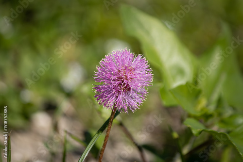 purple thistle flower in spring