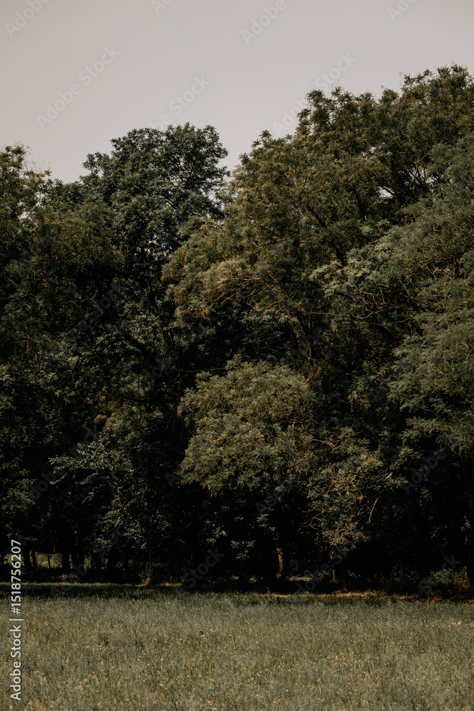 Obraz premium Summer forest landscape. Green leaves on trees in a national park. Orange and green shades for a calm mood. Windless sunny weather. Lawn with wildflowers. Journey to the forest. Large crowns of trees