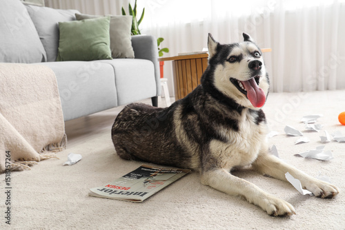Naughty Husky dog with torn...