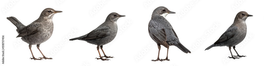Obraz premium Firefly American dipper bird standing with gray feathers and sharp feather texture in natural pose