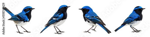 Blackthroated blue warbler bird with vibrant blue and black feathers perched different angles showing sharp details