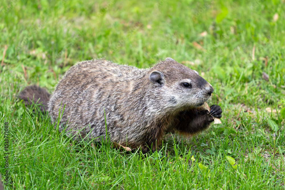 Beaver looking for food in the green grass Beaver looking for food in the green grass