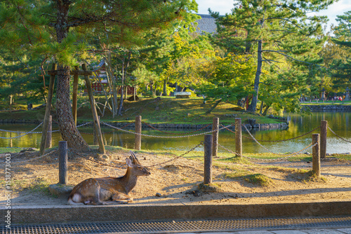 Nara, Japan - Sep 26 2024, ...