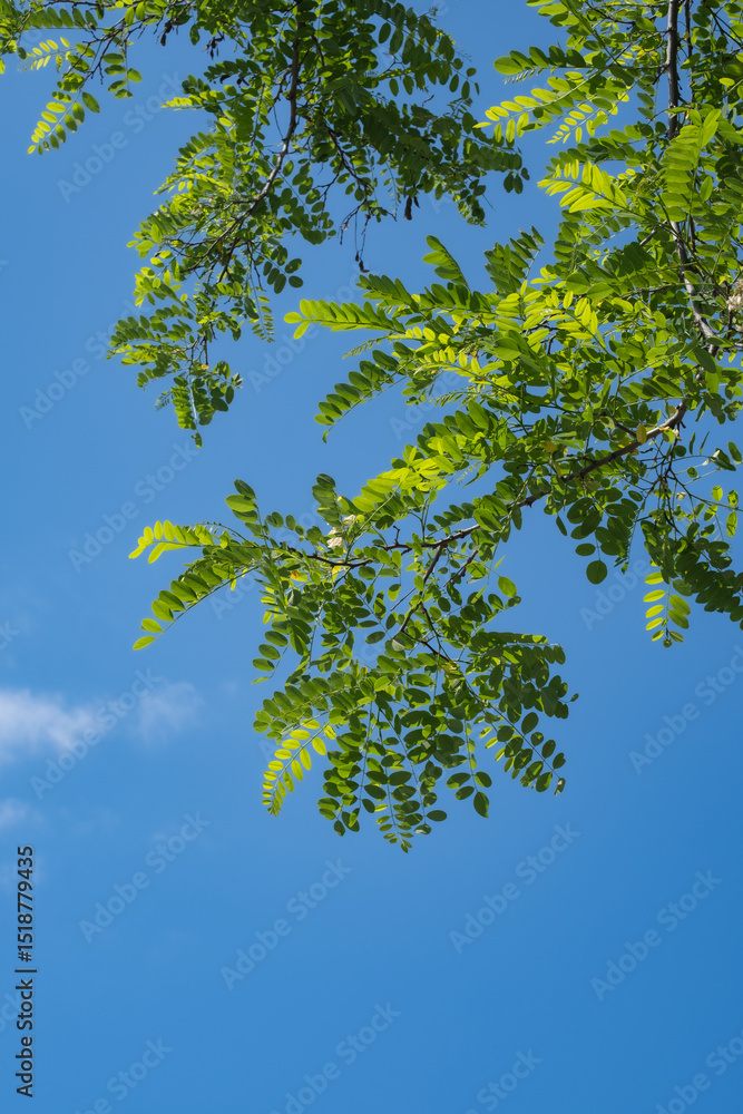 Fototapeta premium Robinia pseudoacacia with white flowers. branches and green leaves. acacia tree.
