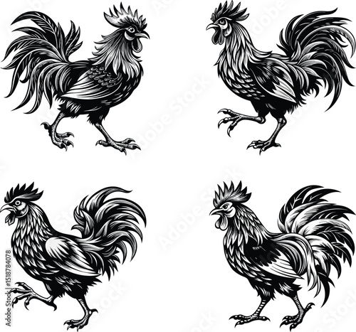 Detailed Black and White Rooster Illustrations