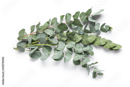 Many green eucalyptus branc...