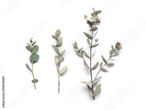 Wallpaper Mural Green eucalyptus branches on white background Torontodigital.ca