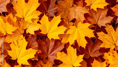 Wallpaper Mural maple autumn leaves Torontodigital.ca