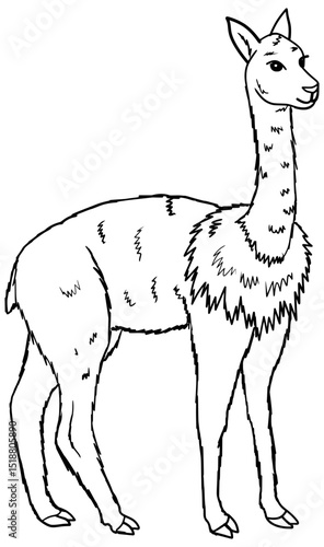 Vicuna Vector Outline Line Art Drawing