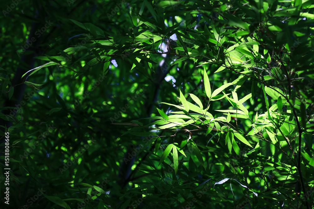 green leaves in the forest