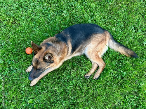 Happy German Shepherd relaxing on vibrant grass with a ball nearby. Outdoor pet portrait in natural light.