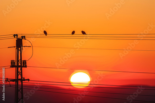 a sunset with birds sitting on power lines