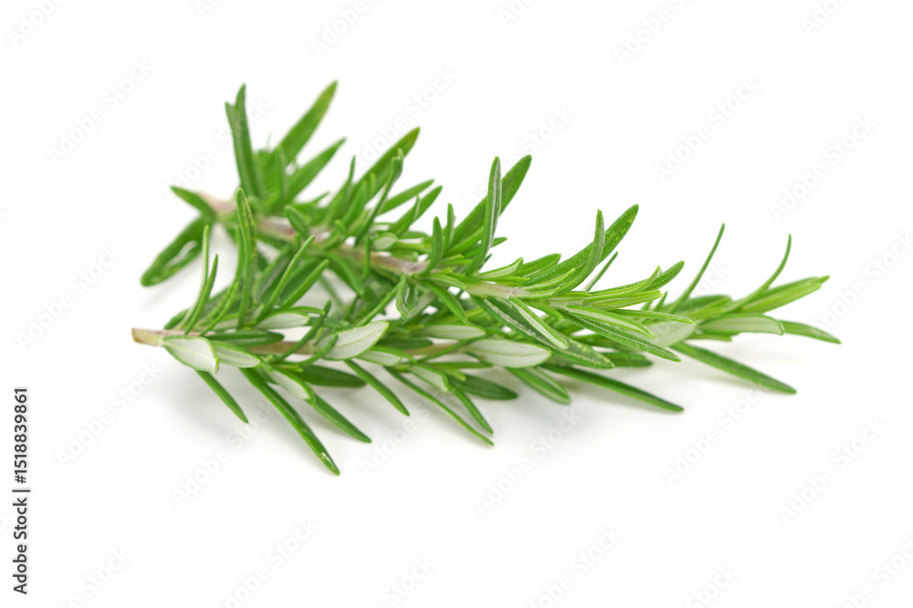 Rosemary twig isolated on white background. Rosemary twig isolated on white background.