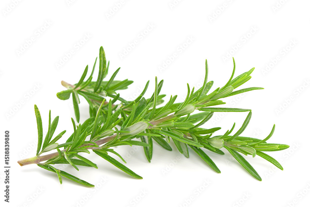 Fototapeta premium Rosemary twig isolated on white background.