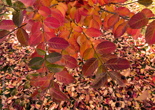 Autumn- low Crepe Myrtle branch over thousands of fallen leafs displays the colours of the season