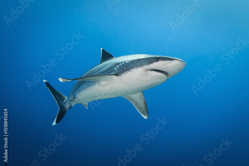 Silvertip shark, French Polynesia