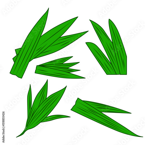 various kinds of green pandan leaves with a transparent background
