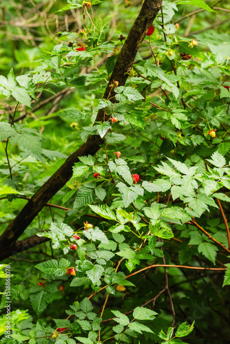 Εκτύπωση καμβά Salmon Berries (Rubus spectabilis)