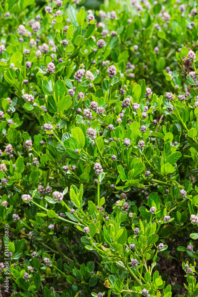 Obraz premium blueblossom or blue blossom ceanothus (Ceanothus thyrsiflorus)