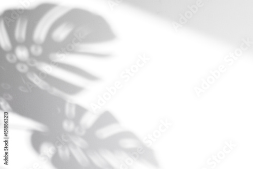 Fototapet realistic monstera shadow overlay effect,tropical leaves shadows isolated on tra