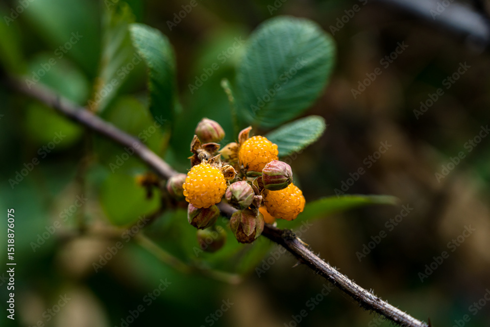 Closeup view of wild fruits in Nepal. Closeup view of wild fruits in Nepal.