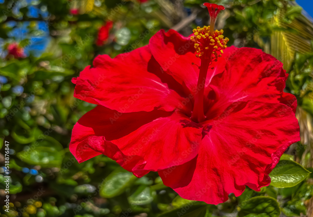 Obraz premium Hibiscus rouge