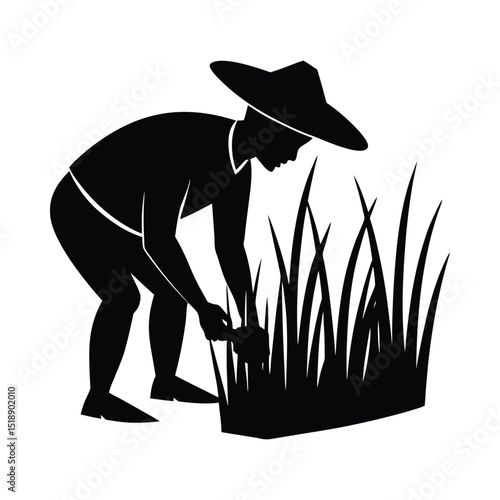 Silhouette of asian farmer harvesting rice paddy