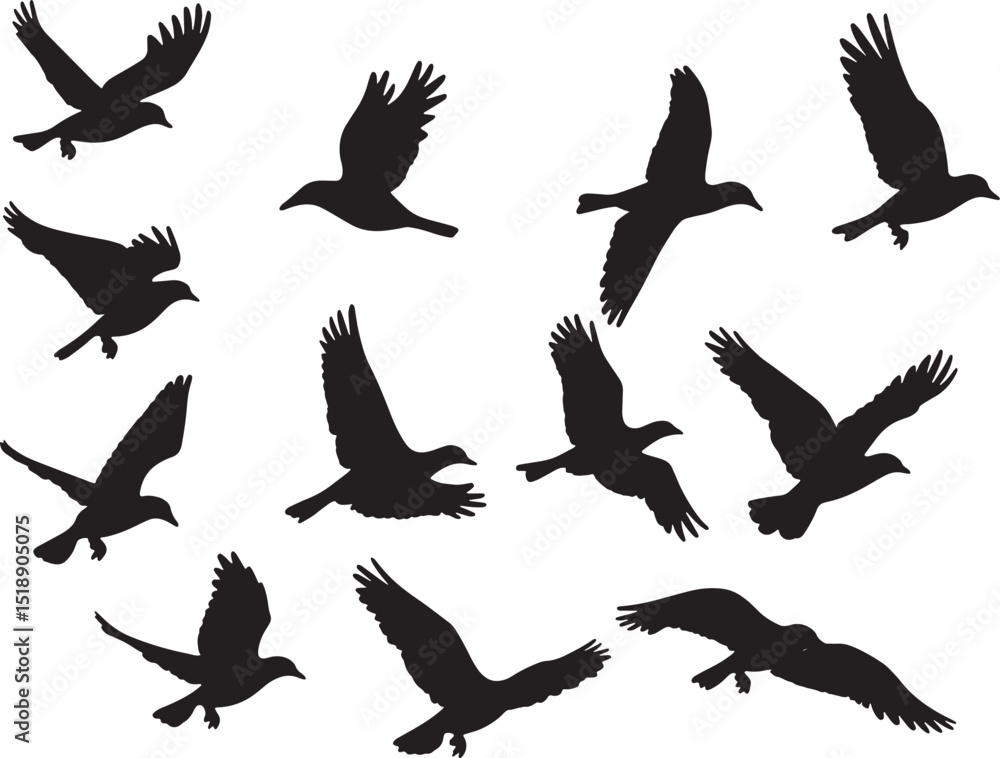 Obraz premium silhouettes of birds