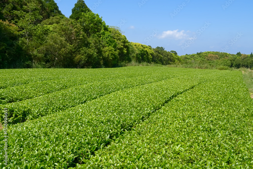 屋久島、初夏の茶畑 屋久島、初夏の茶畑